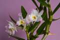 Dendrobium IMG_3852 Storczyk